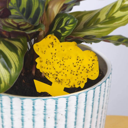 Blooven 30 PCS Fruit Fly Traps, Double-sided Fungus Gnat Sticky Catcher For Multiple Insects (30 PCS Yellow)