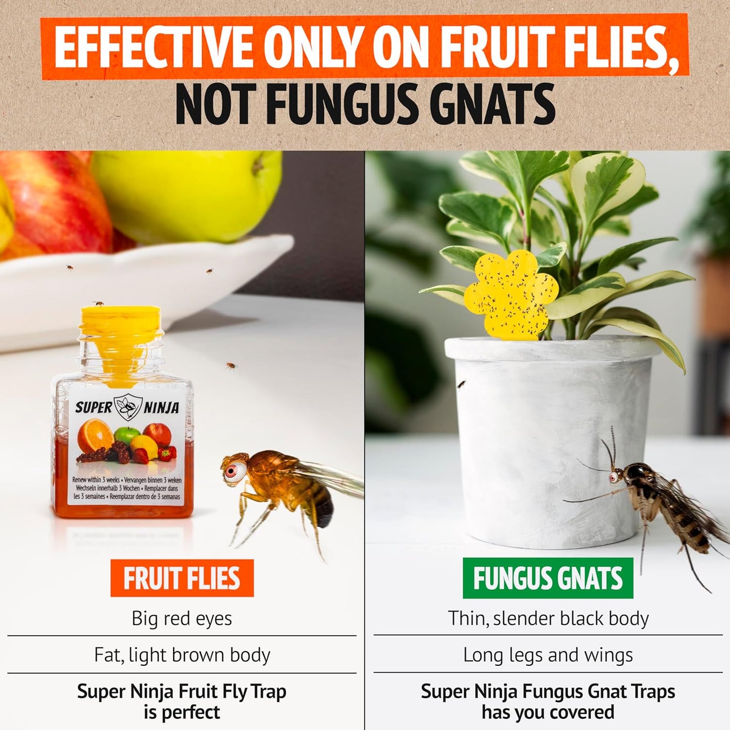Super Ninja Fruit Fly Trap - 4 pack, Highly Effective Fruit Fly Killer for Home & Kitchen